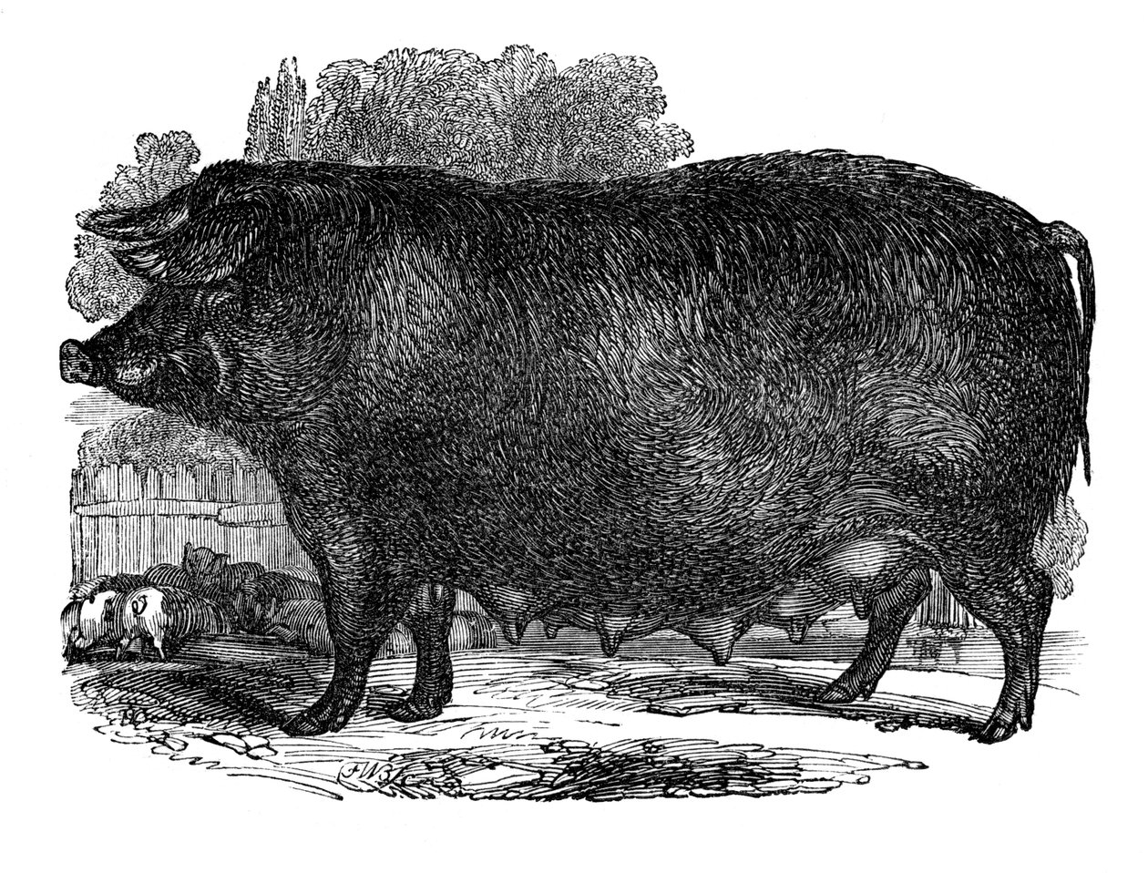 Hampshire sow, 1848 av Unbekannt