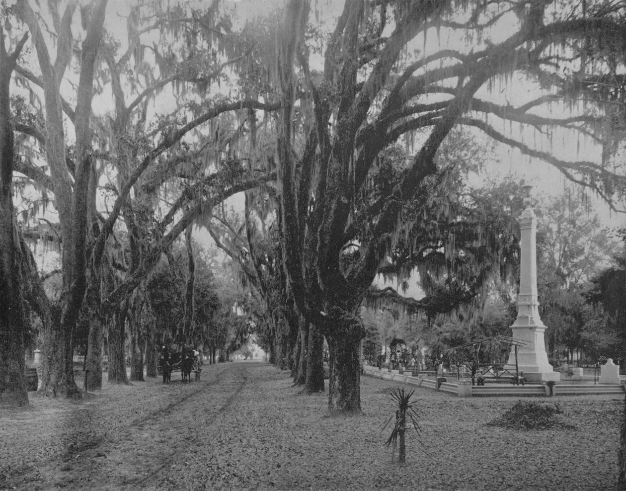 Hanging Moss på Live-Oak, Savannah, Georgia, c1897. av Unbekannt
