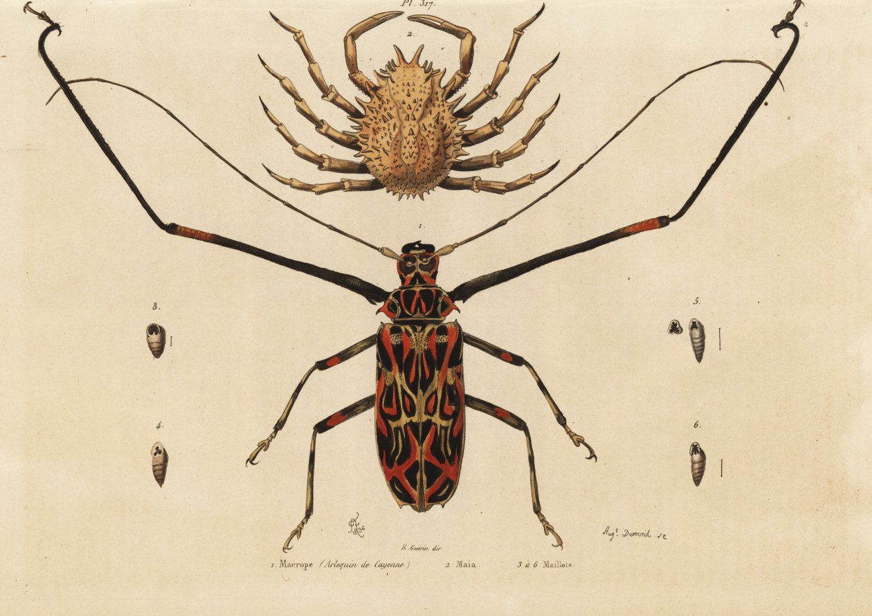Harlekinbille, Acrocinus longimanus 1 og europeisk edderkoppkrabbe, hornkrabbe 2, Macrope (Cayenne Harlequin), Maia, trøyer av Unbekannt