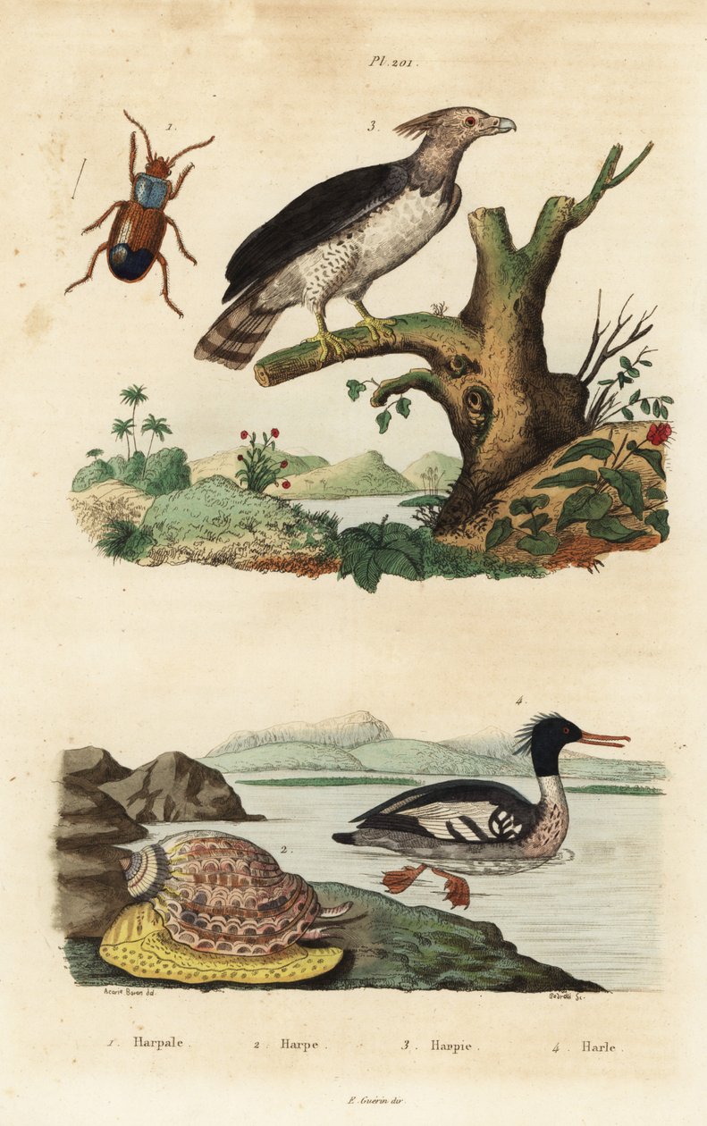 Harpeørn, Harpia harpyja 3, brasiliansk merganser, Mergus octosetaceus, kritisk truet 4, Harpalus bille 1 og harpesnegl, Harpa major 2. Harpale, harpe, harpie, harle av Unbekannt