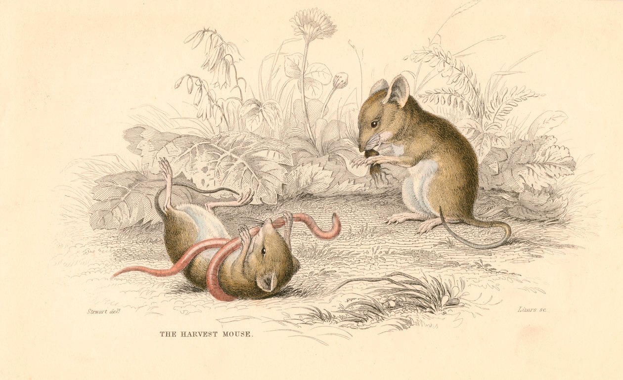 Harvest mus Micromys minutus of the Old World, 1828 av Unbekannt
