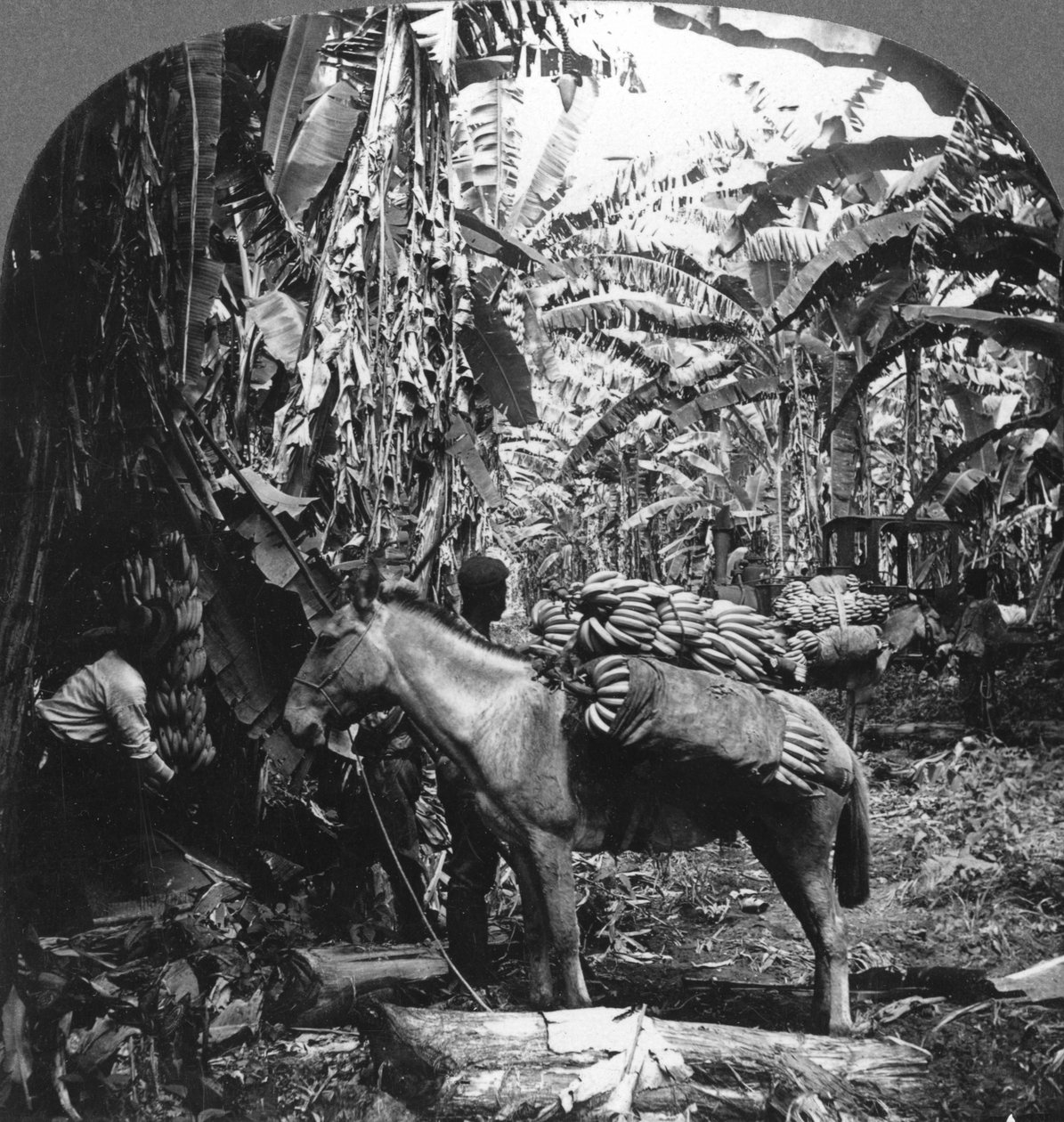 Bananhøster, Costa Rica, 1909 av Unbekannt