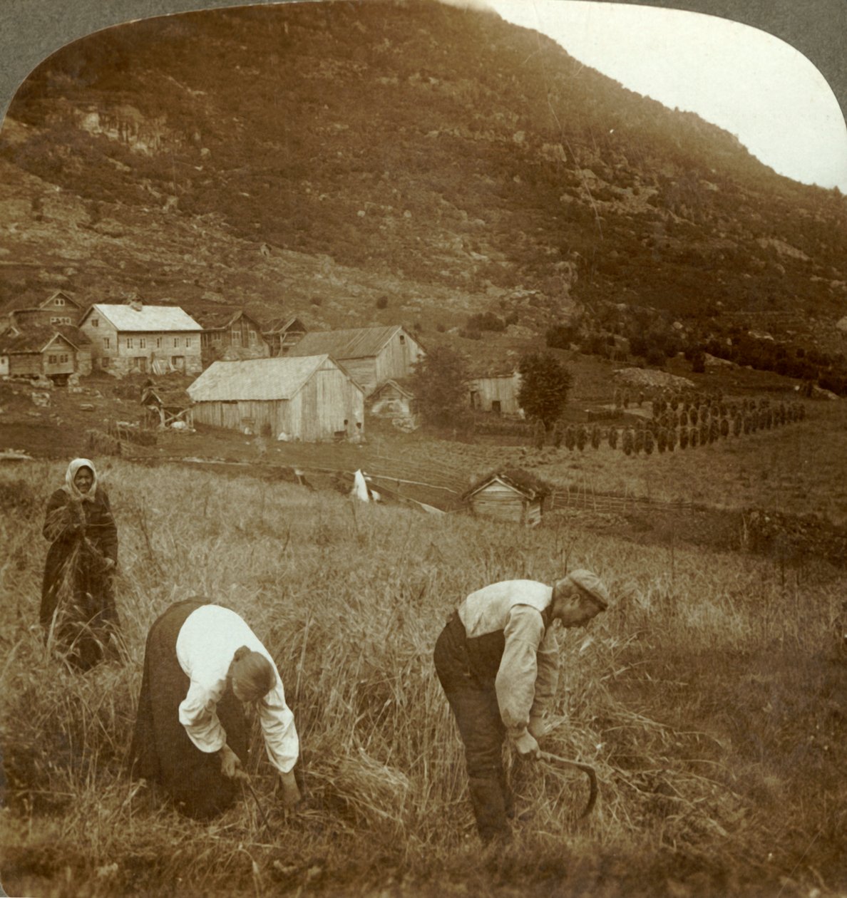 Høsting av bygg på en Mindresunde gård i dalen nær Olden, Norge, ca 1905. av Unbekannt
