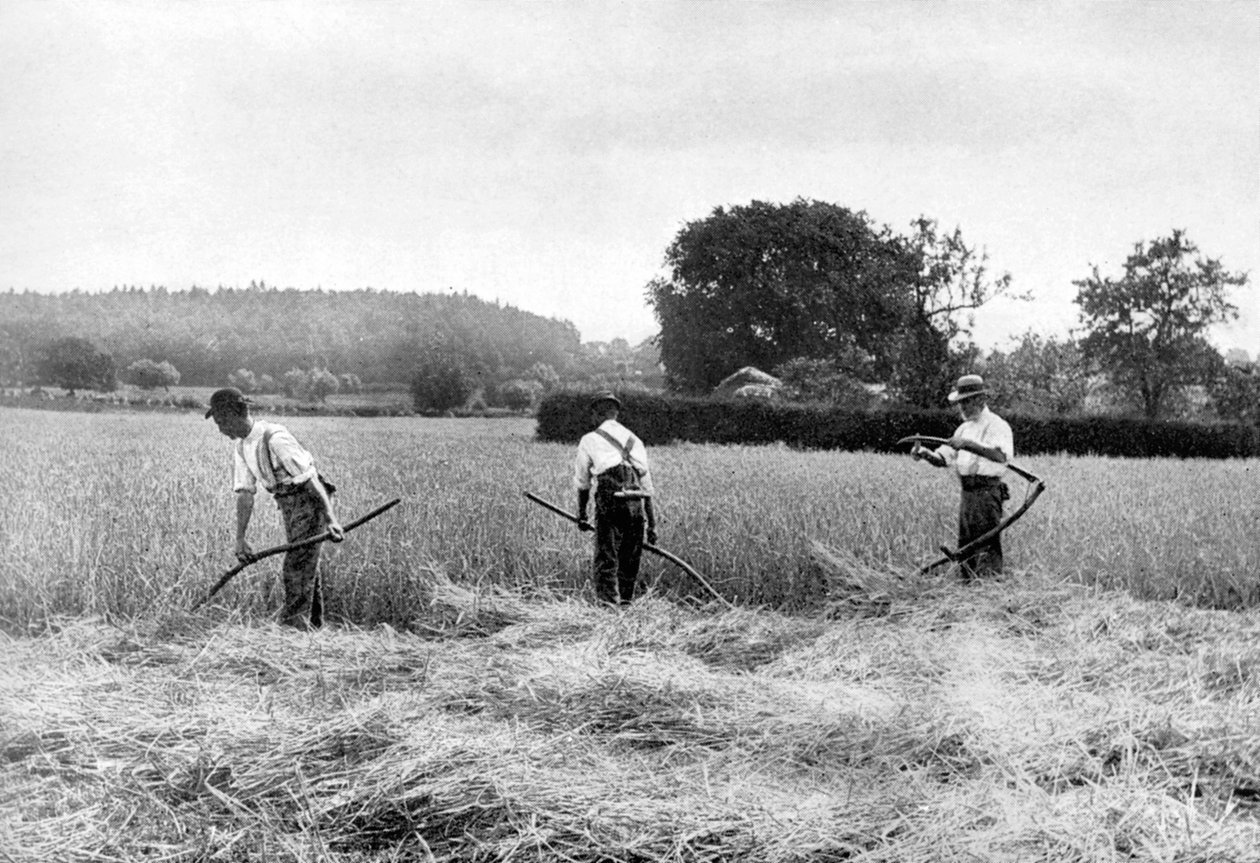 Høsting av høy, 1926 av Unbekannt