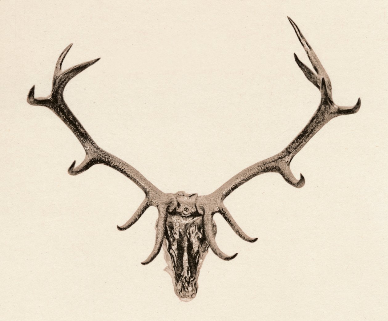 Head of a Deer, c1500-tallet, 1904 av Unbekannt