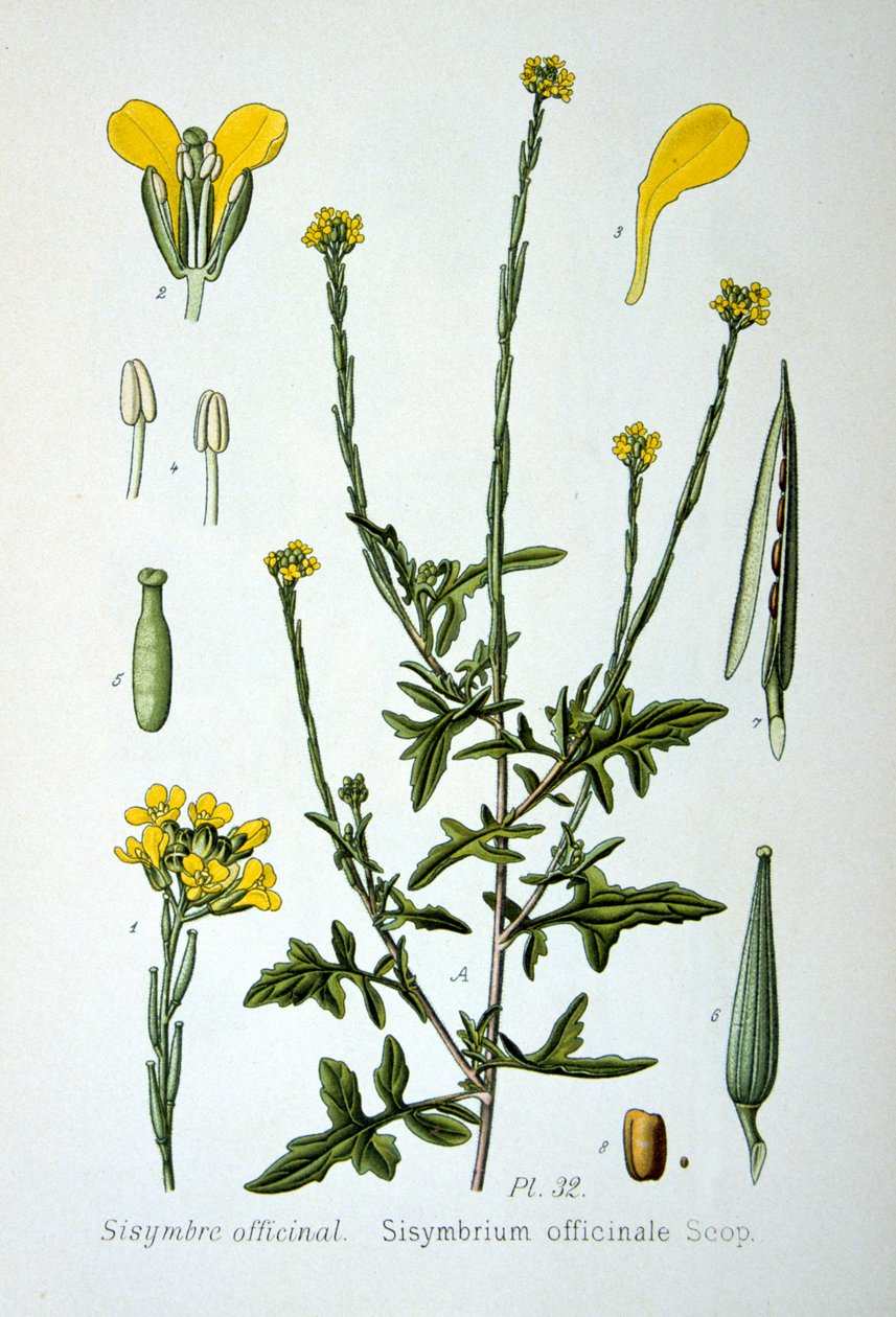 Hekksennep, 1893 av Unbekannt