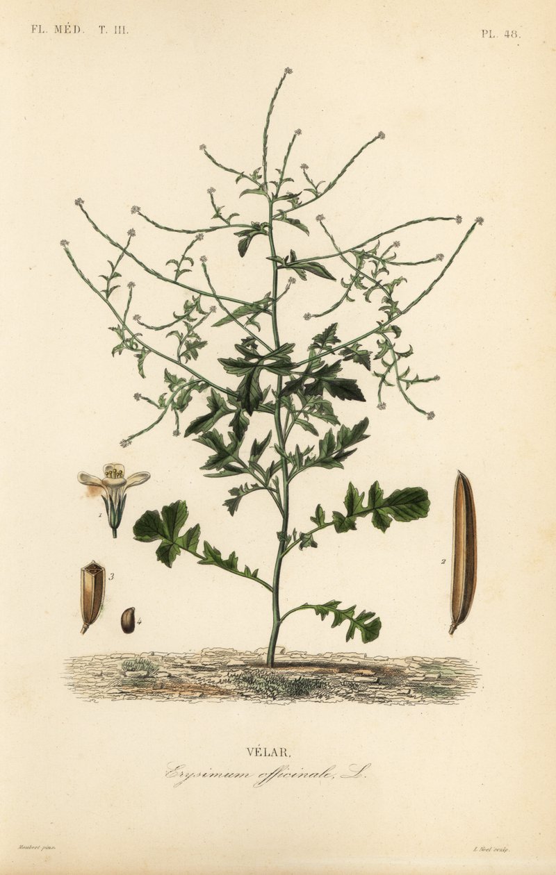 Hekksennep, Sisymbrium officinale, Erysimum officinale, Velar av Unbekannt