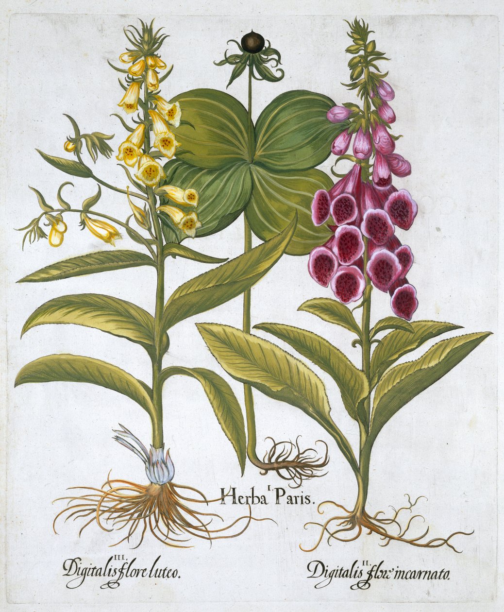 Urt Paris Solanum quadrifolium, vanlig revebjelle Digitalis Purpurea Stor gul revebjelle av Unbekannt