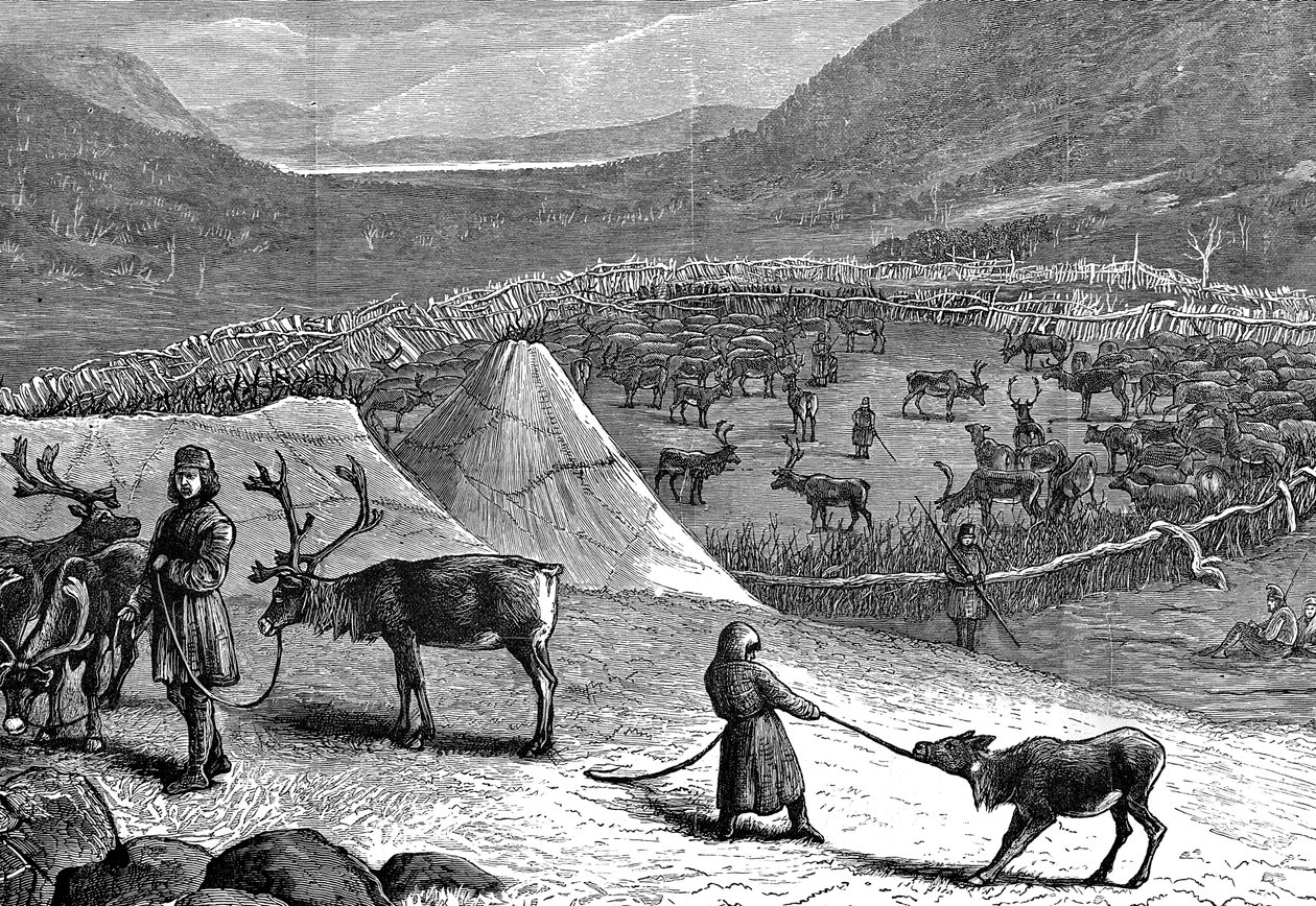 Reinflokk, Lappland, 1882 av Unbekannt