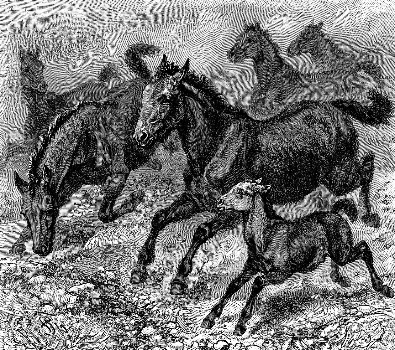 Herd of Tarpan, 1893 av Unbekannt