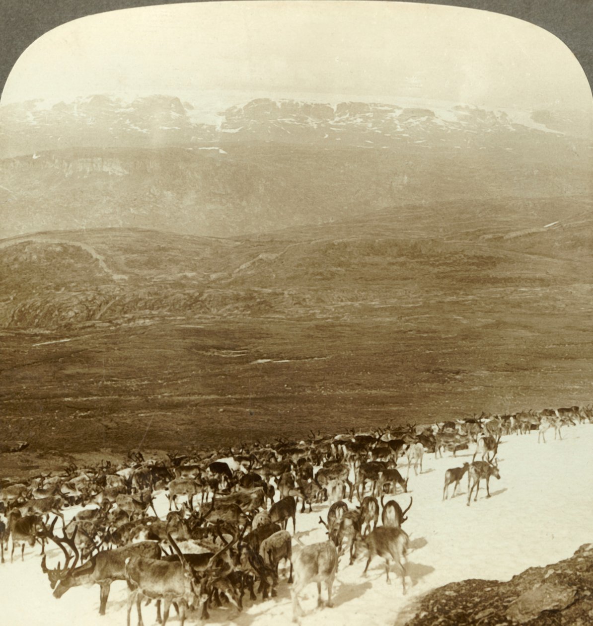Reinflokk i den nordlige villmarken og snødekte høyder på Hardangerbreen, Norge, ca 1905. av Unbekannt