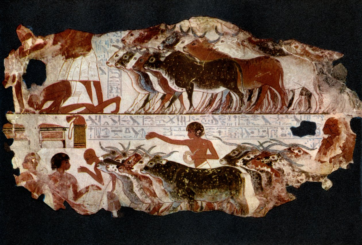 Besetninger med storfe fra tiden til det 18. dynastiet, Egypt, ca 1400 f.Kr. 1936 av Unbekannt