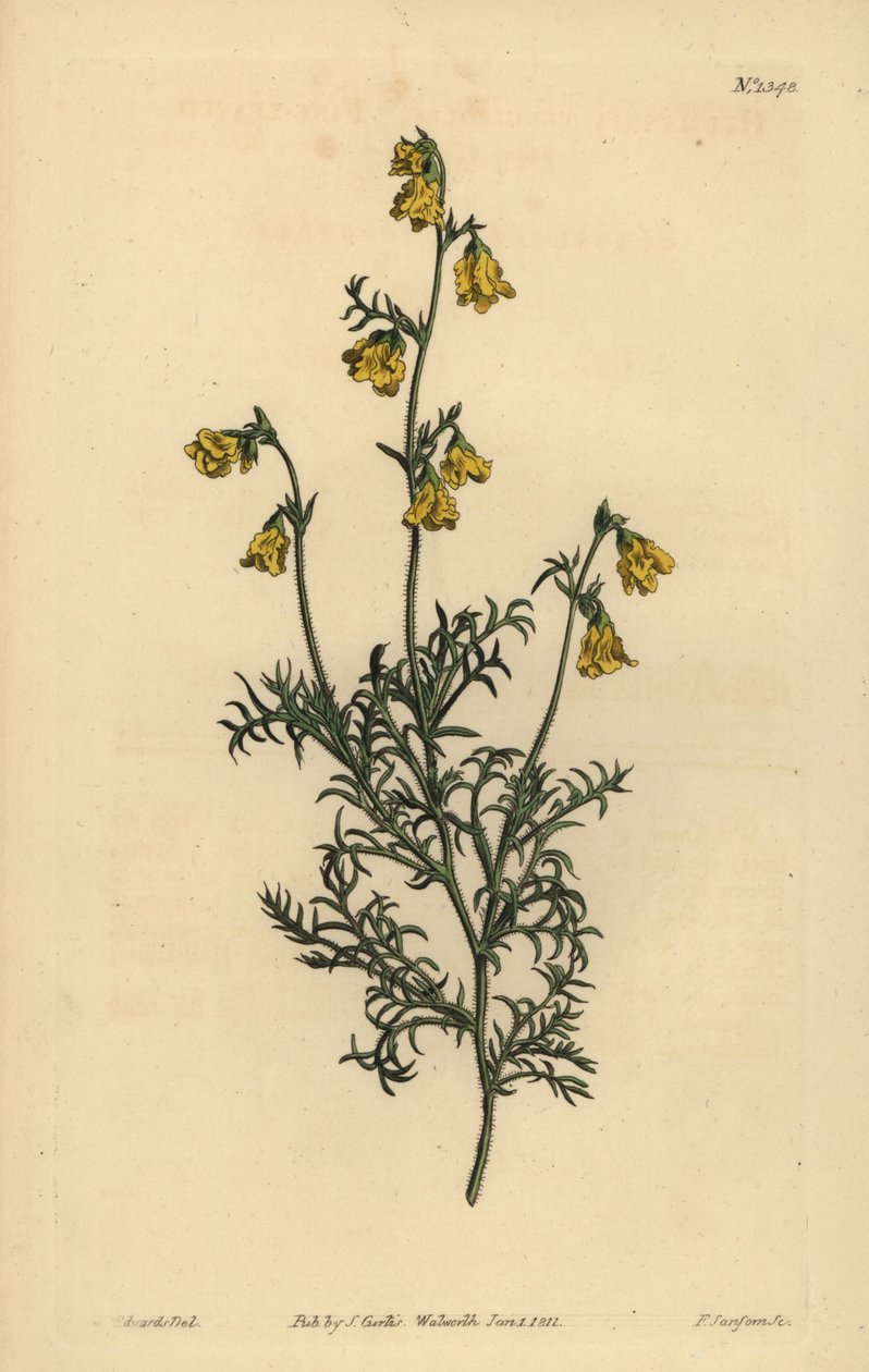 Hermannia confusa (finbladet hermannia, Hermannia tenuifolia) av Unbekannt