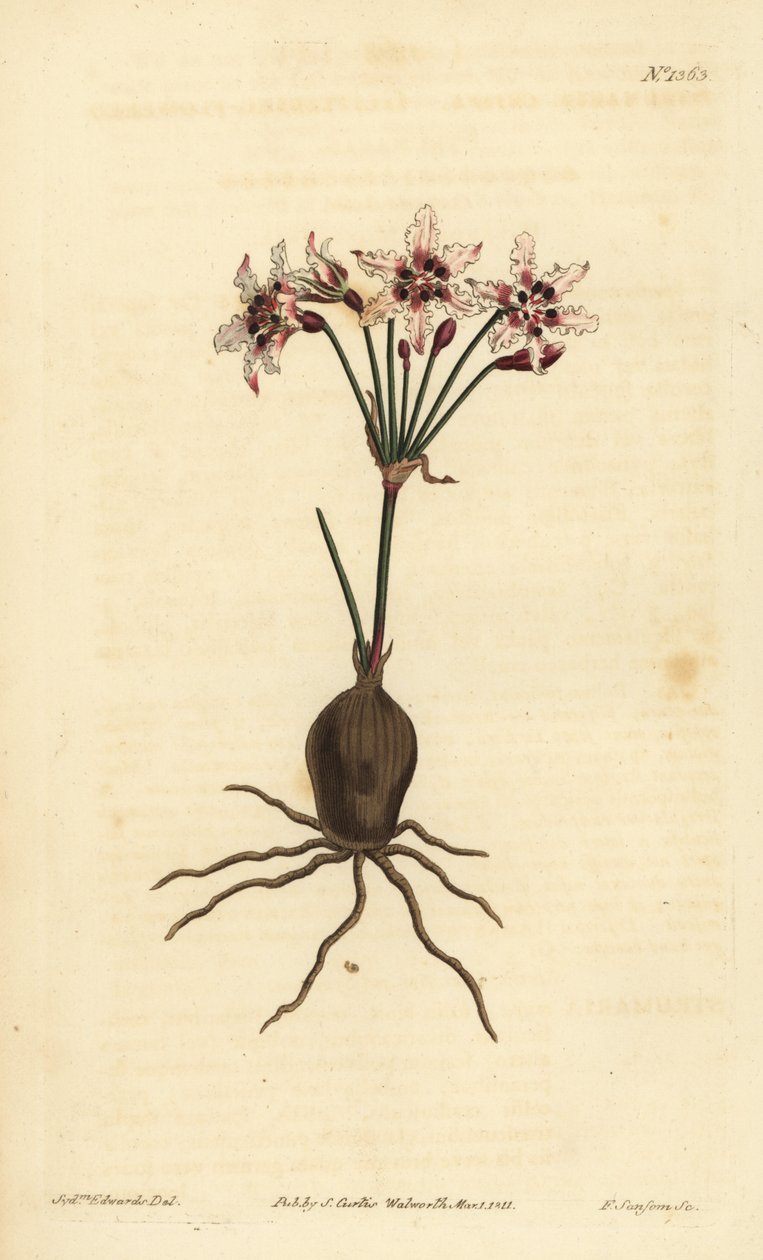Hessea cinnamomea (glitrende blomstret strumaria, Strumaria crispa) av Unbekannt
