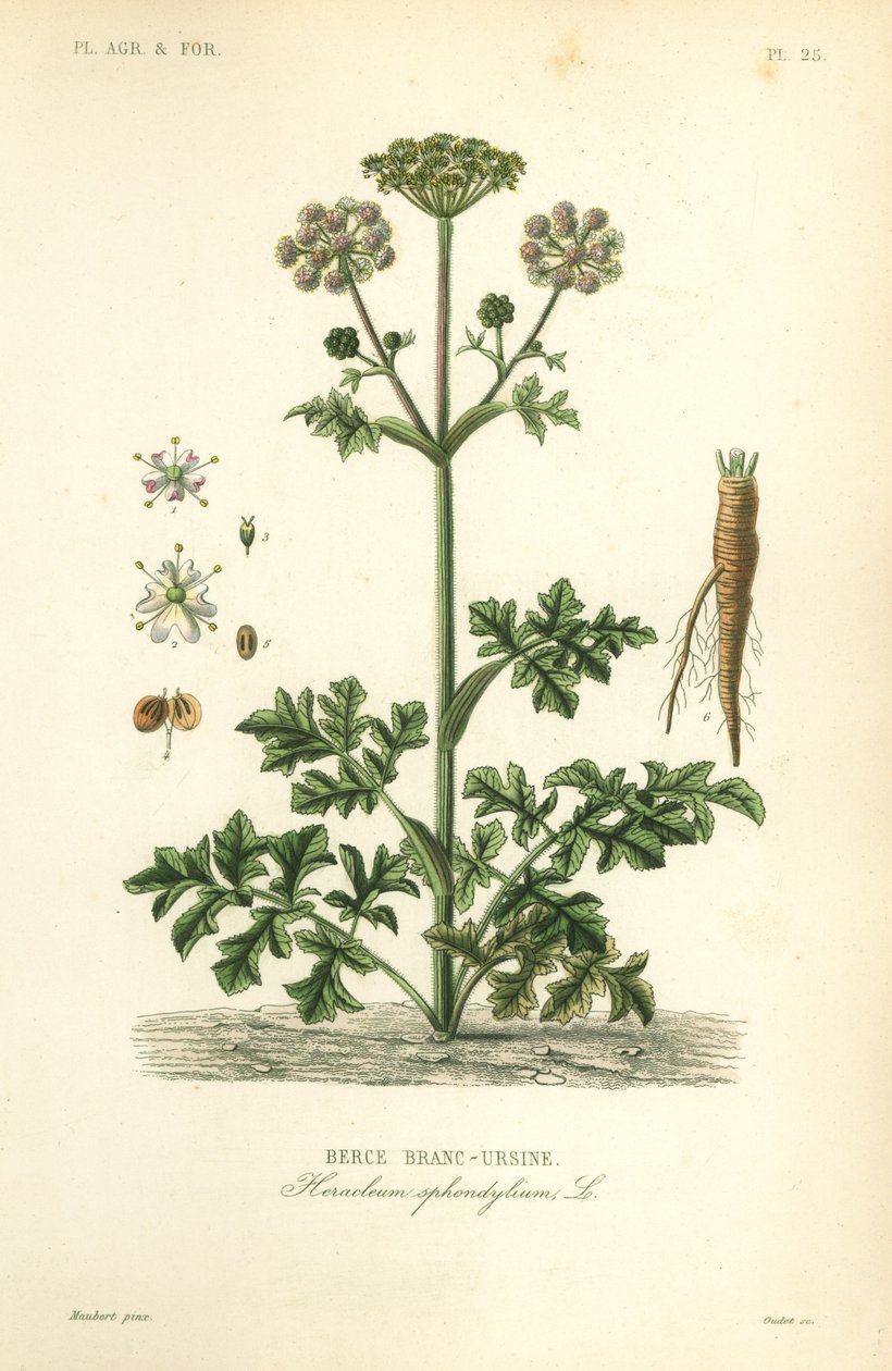 Bjørneklo eller kupastinakk, Heracleum sphondylium, berce branc-ursine av Unbekannt