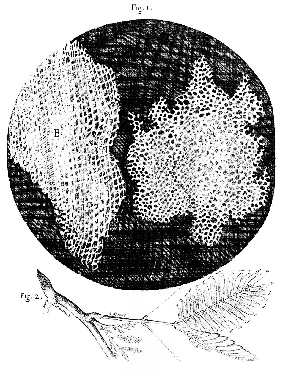 Hookes observasjoner av cellestrukturen til kork og en kvist av Sensitive Plant, 1665 av Unbekannt