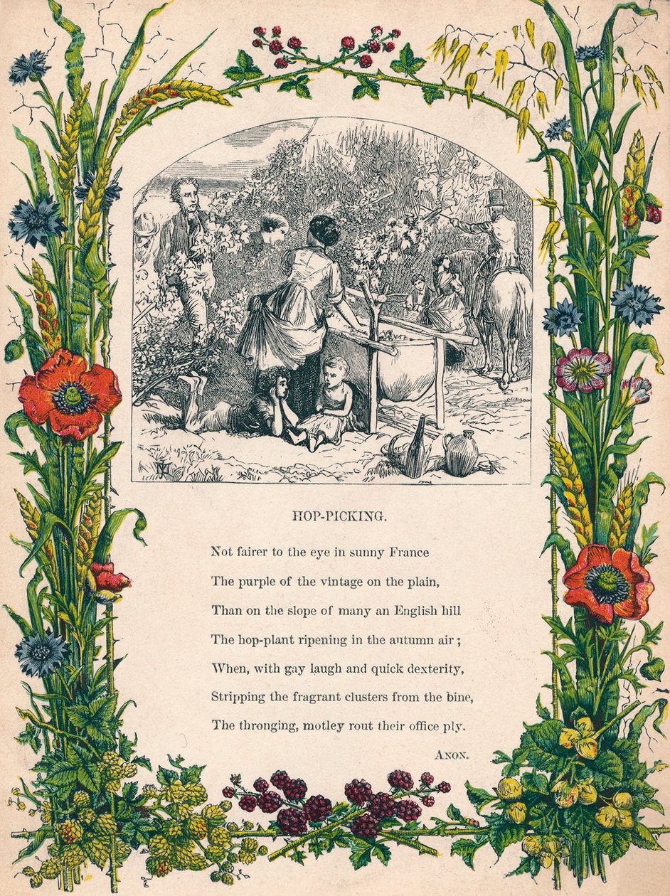 Humleplukking, c1900 av Unbekannt