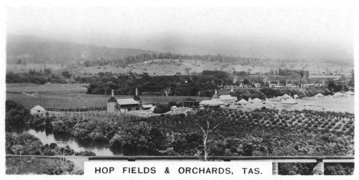Humlemarker og frukthager, Tasmania, Australia, 1928 av Unbekannt