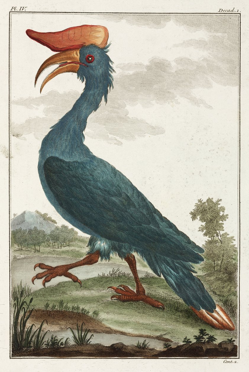 Hornbill av Unbekannt