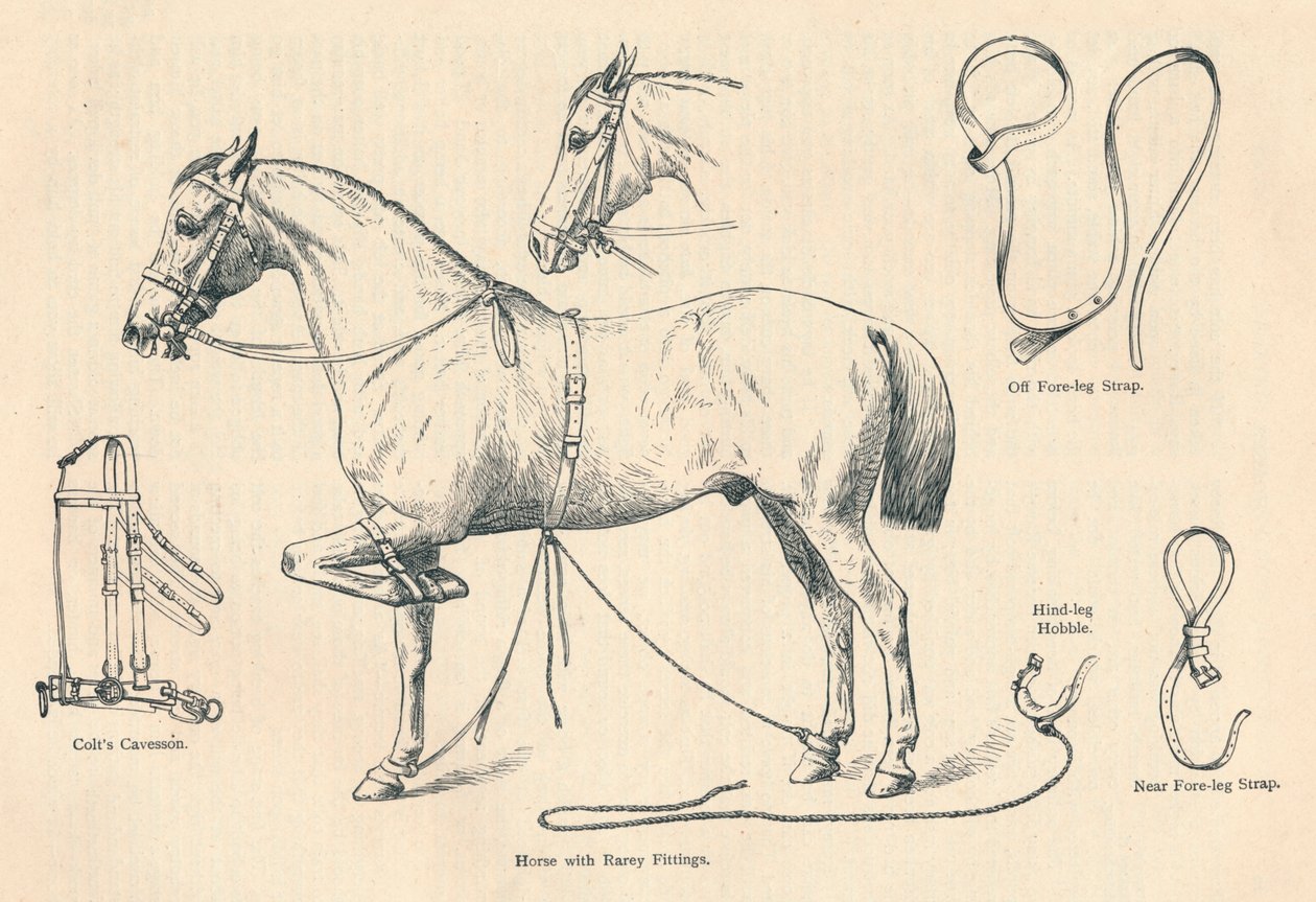 Hest med Rarey-beslag, c1905 c1910 av Unbekannt