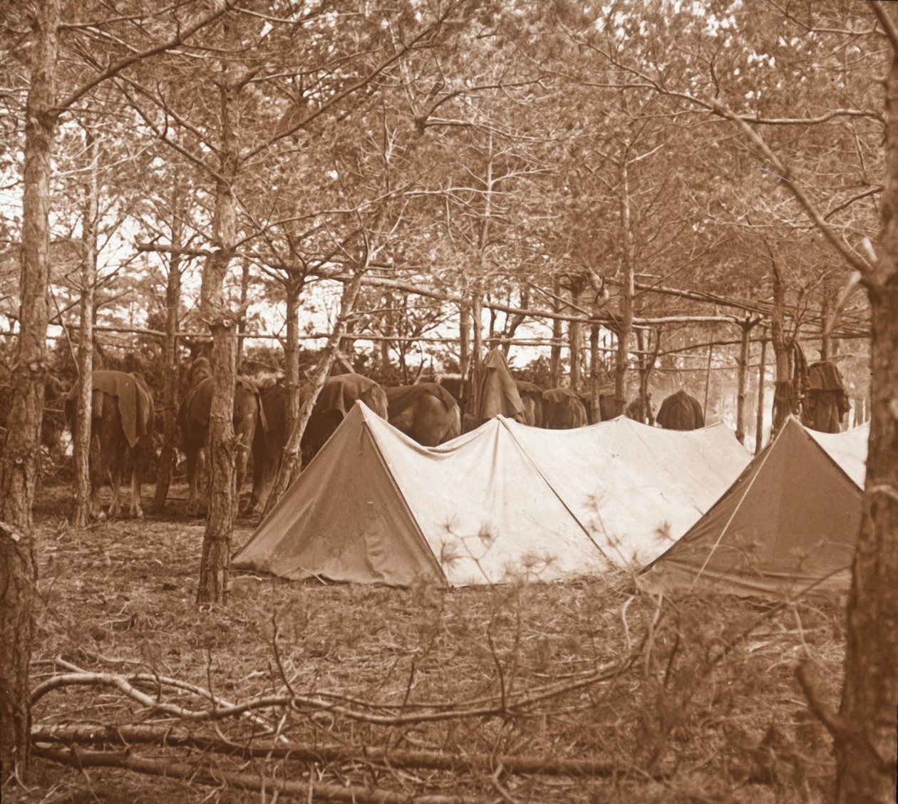 Horses billet, Suippes, Nord-Frankrike, c1914-c1918 av Unbekannt