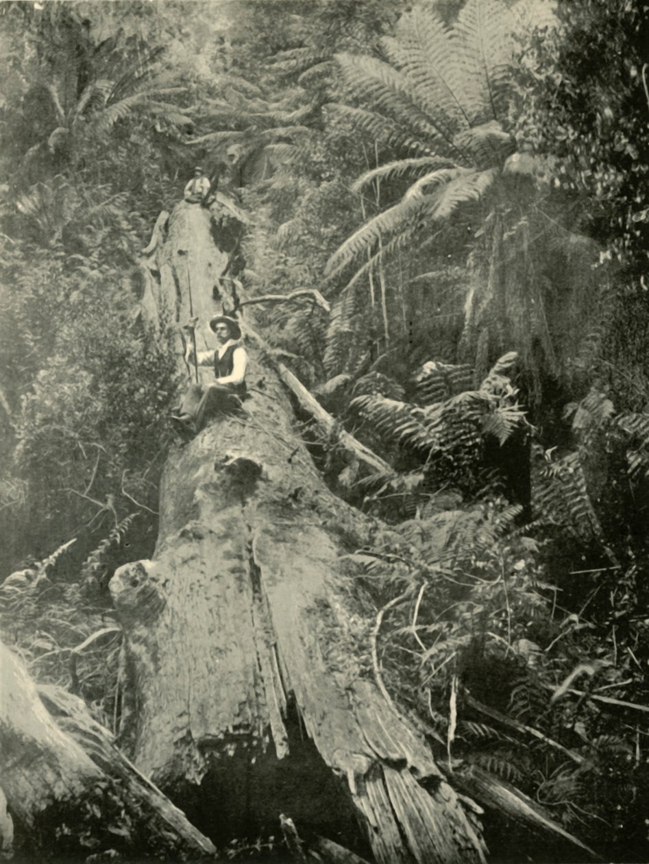 How Are The Mighty Fallen, 1901. av Unbekannt