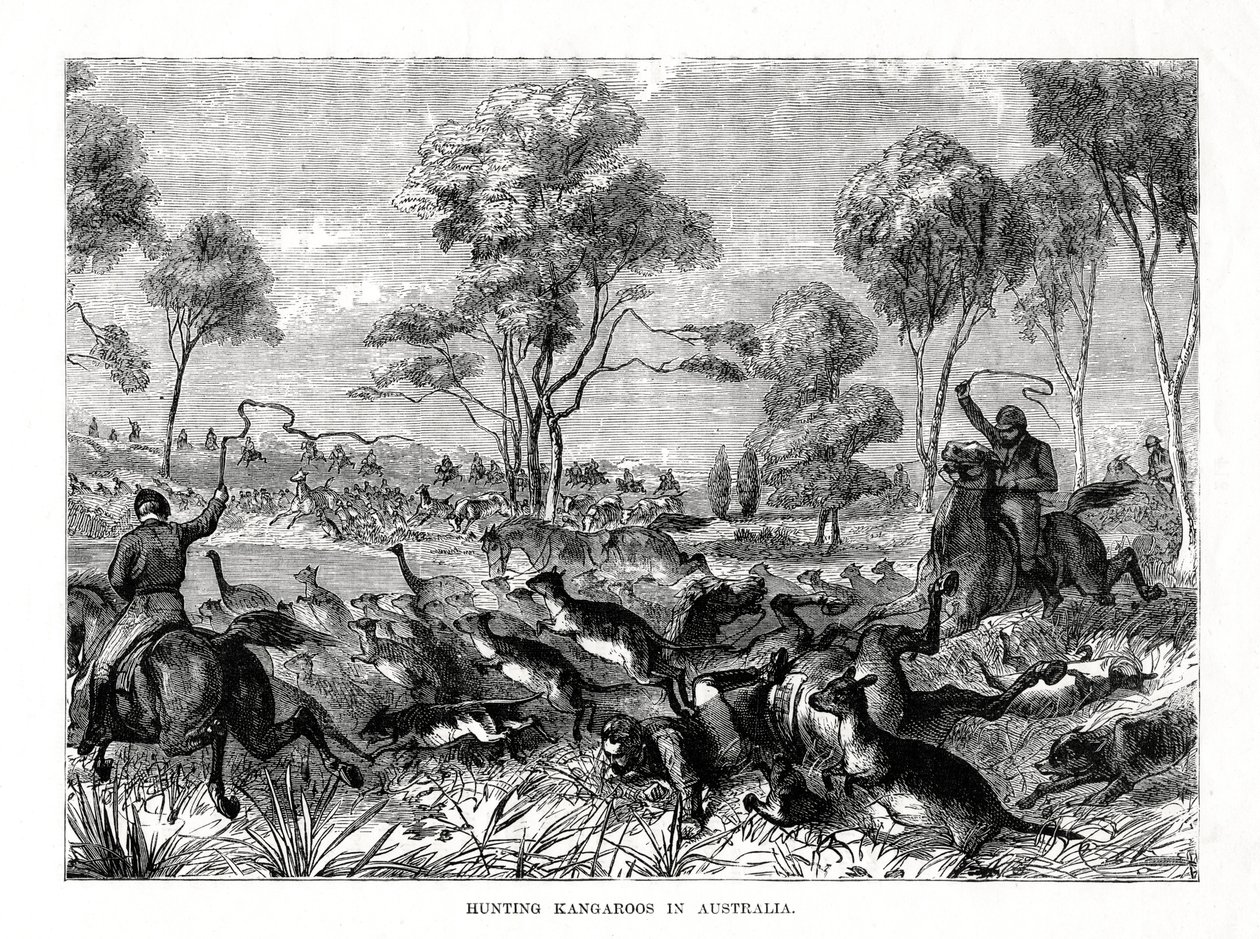 Jakt på kenguruer, Australia, 1877 av Unbekannt