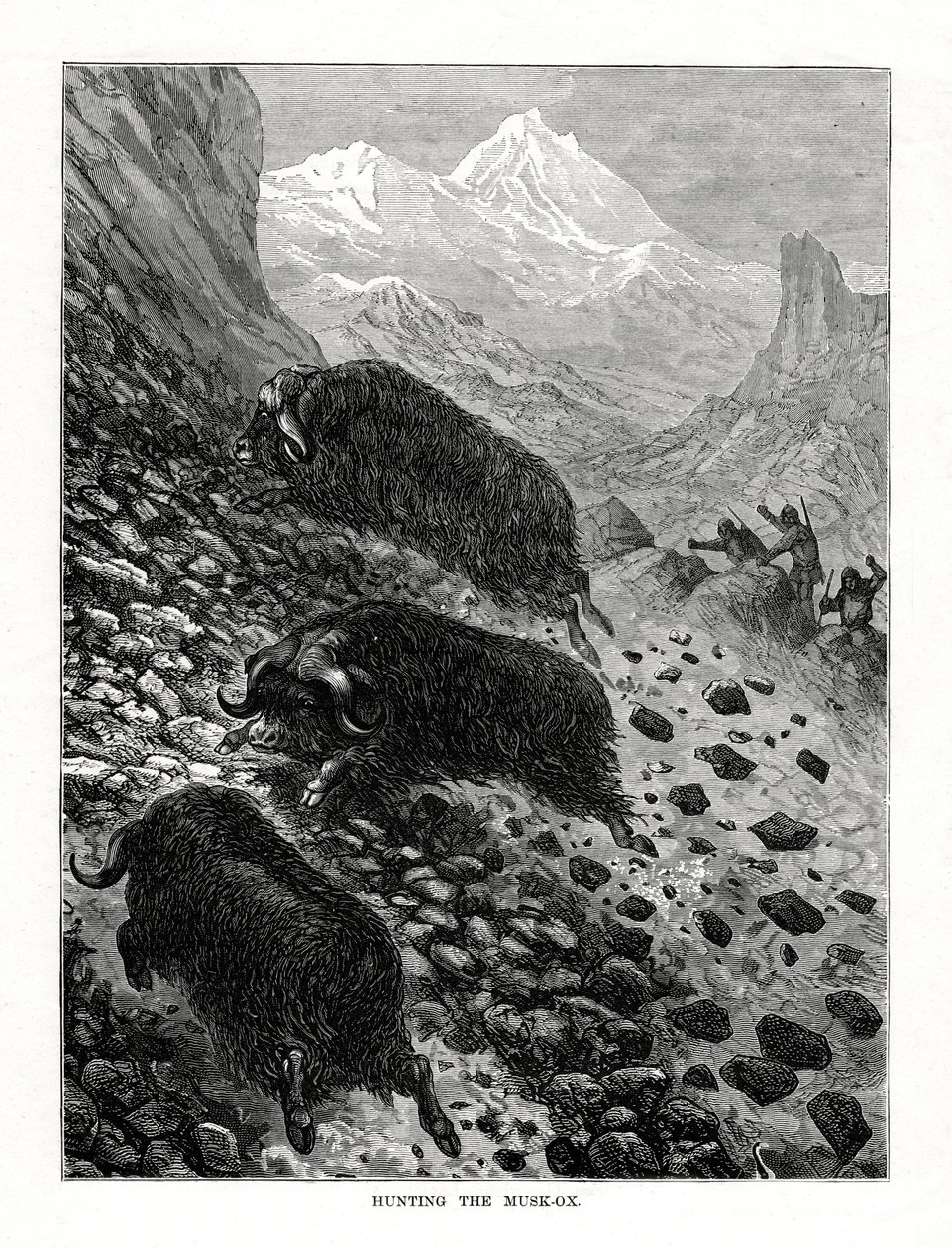 Jakt på moskus, 1877 av Unbekannt