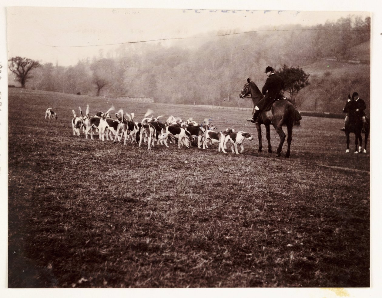 Huntsman and Hounds, ca 1905 av Unbekannt