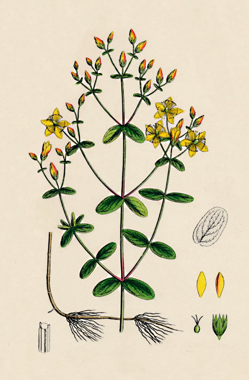 Hypericum Boeticum. Johannesurt med bølgede blader, 1800-tallet av Unbekannt