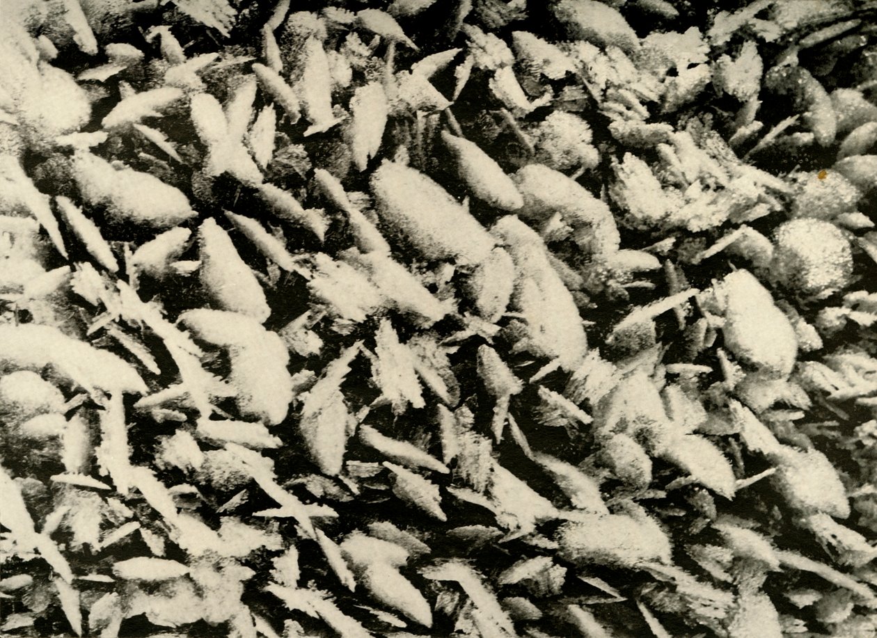 Iskrystaller på taket av Hut Porch, c1908, 1909 av Unbekannt