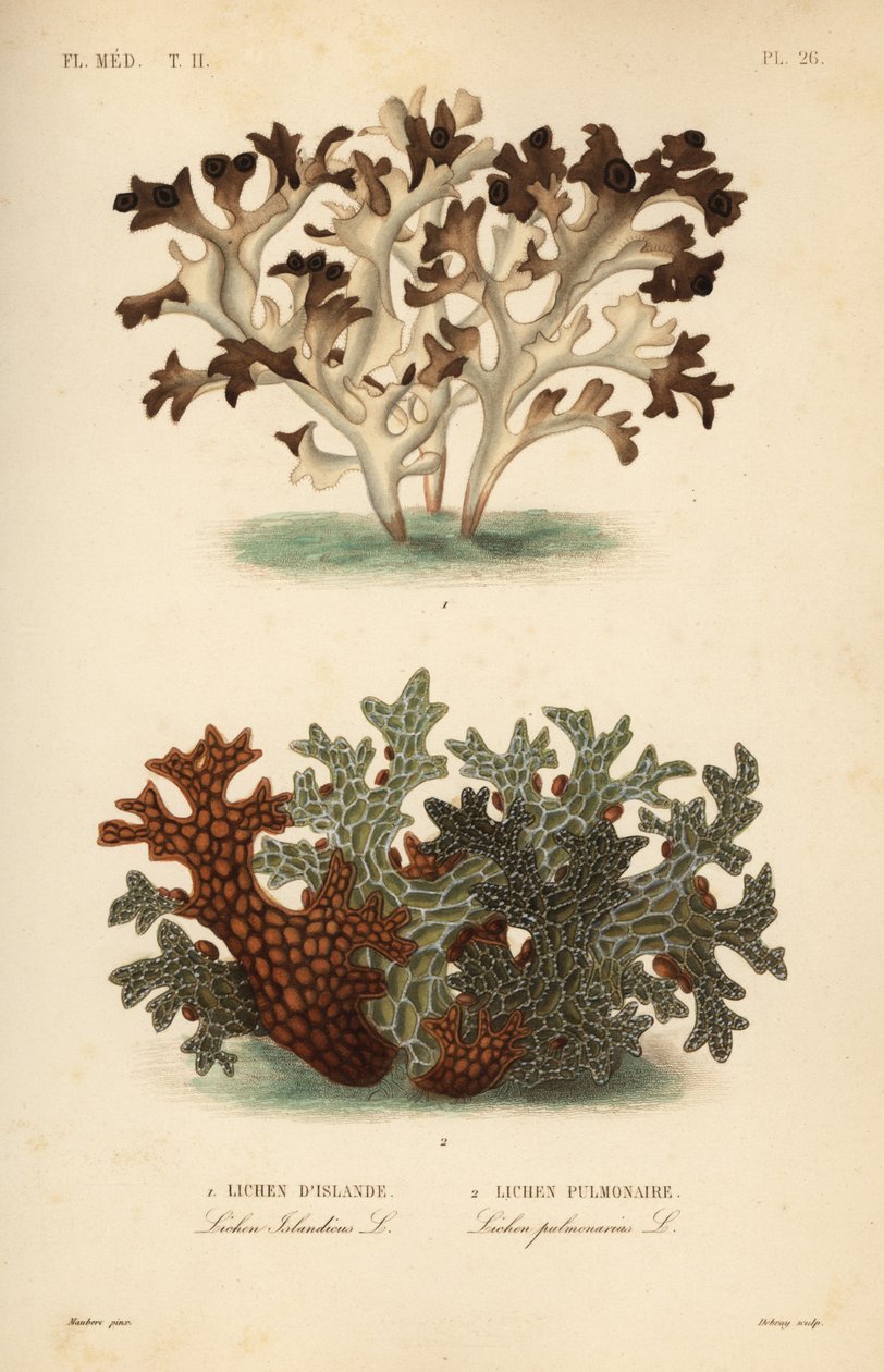 Islandsmose, Cetraria islandica, islandsk lav og trelungeurt, Lobaria pulmonaria, lungelav av Unbekannt