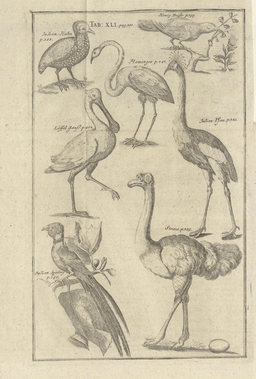 Illustrasjon hentet fra boken Beskrivelse av Vorgebürges des Guten Hope og deres Hottentots av Kolb, Peter og utgitt av bey Peter Conrad Monath (de, 1745) av Unbekannt