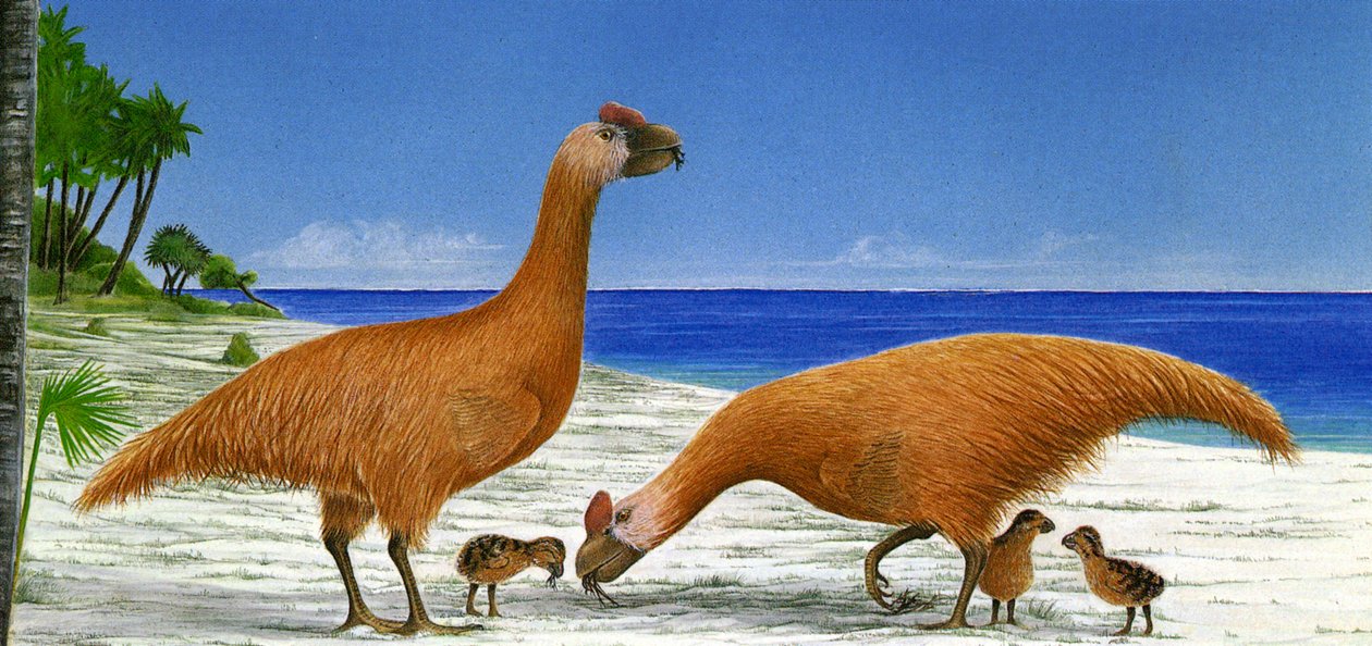 Illustrasjon/Sylviornis neocaledoniae av Unbekannt