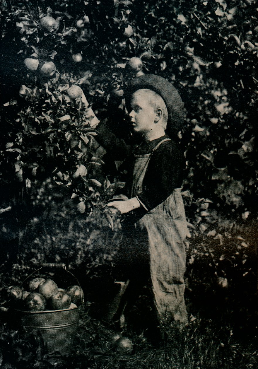 I One Of Ontarios fruktbare frukthager, c1934 av Unbekannt