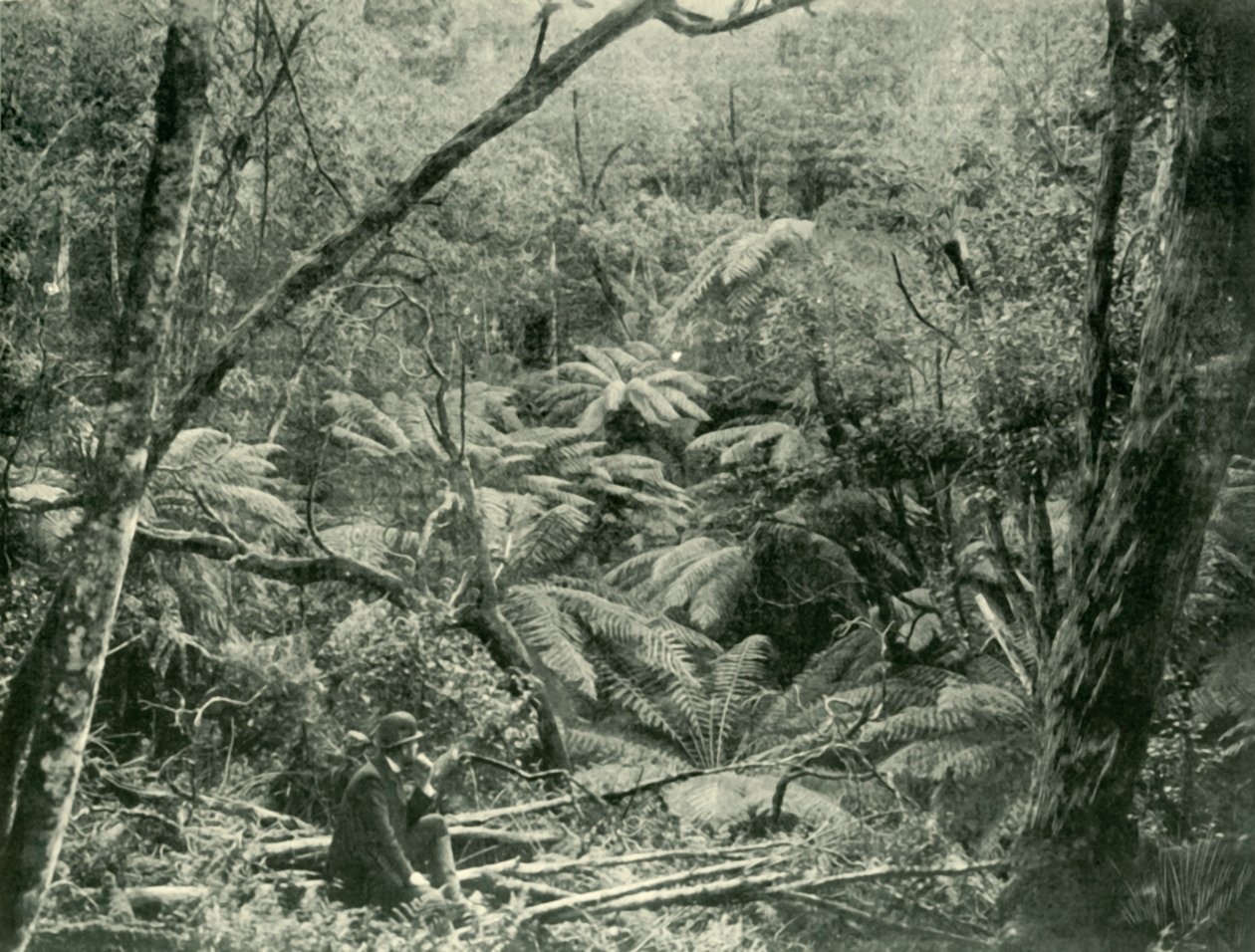 I Dandenong Ranges, 1901. av Unbekannt