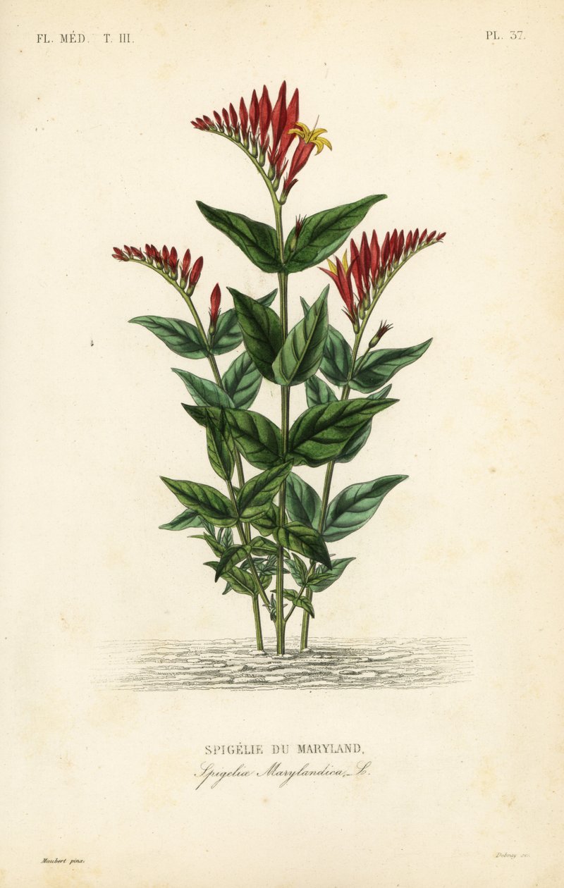 Indisk rosa eller woodland pinkrot, Spigelia marilandica, Spigelia marylandica, Spigelie du Maryland av Unbekannt