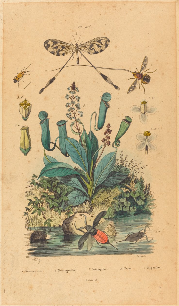 Insekter og blomster, utgitt 1837. av Unbekannt