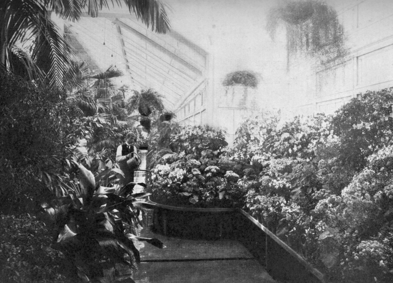 Interiør av drivhuset i Det hvite hus, Washington DC, USA, 1908 av Unbekannt
