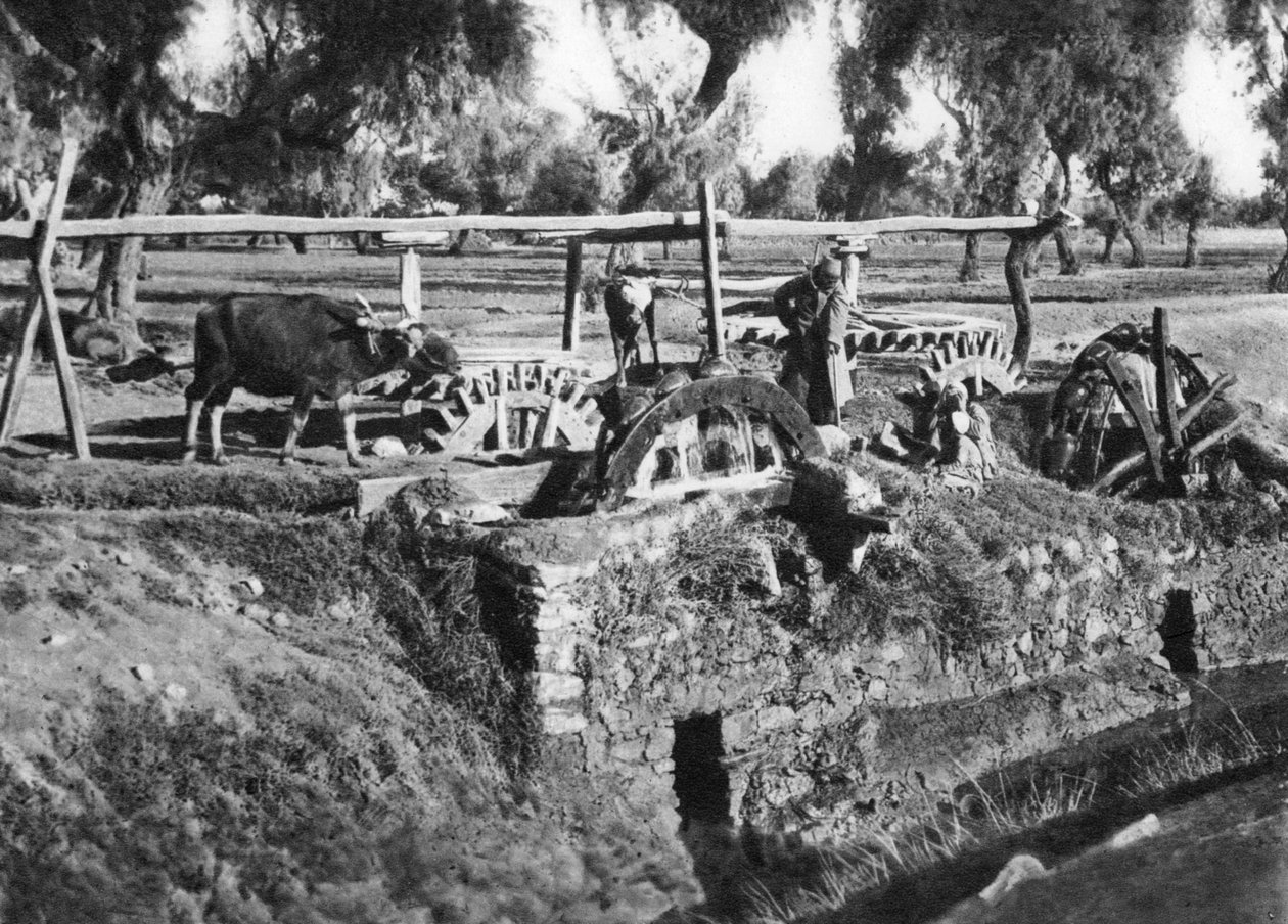 Vanningsfelt nær Kairo, Egypt, ca 1920-tallet av Unbekannt