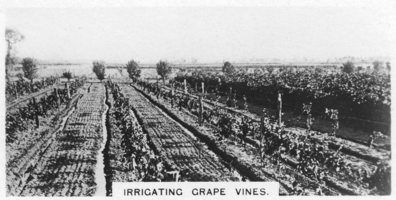 Vanning av drueranker, Australia, 1928 av Unbekannt