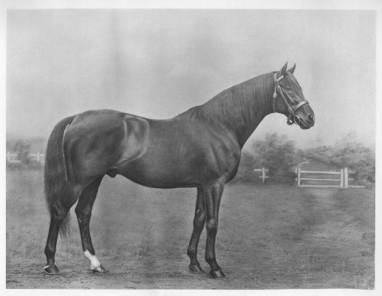 Isinglass bay, 1890-1911, 1911 av Unbekannt