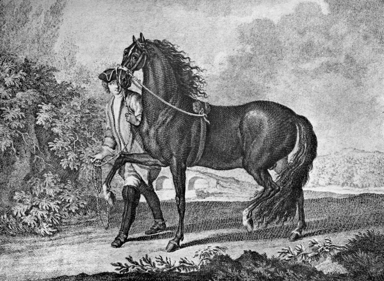 Italiensk napolitansk hest, 1722 1938 av Unbekannt