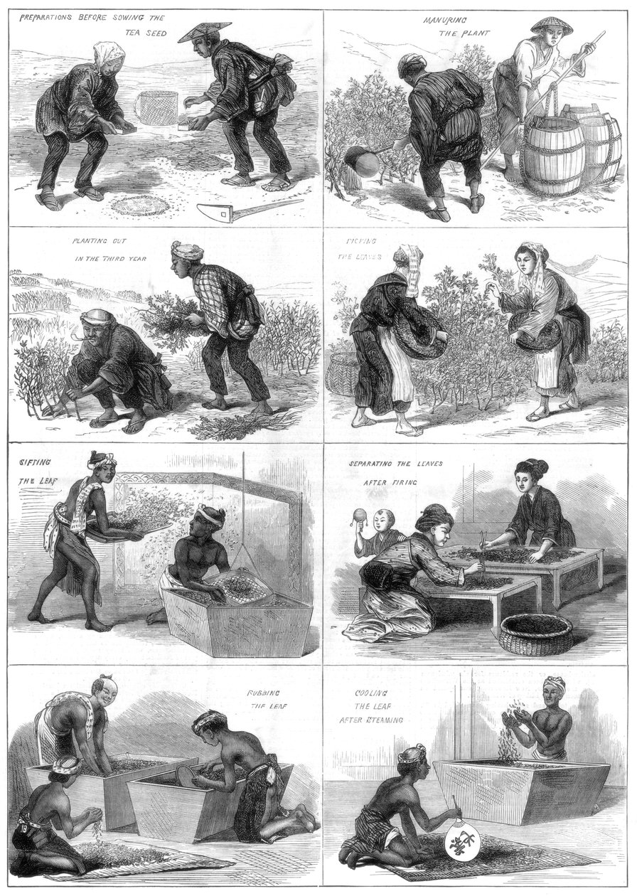 Japansk teproduksjon, 1874 av Unbekannt