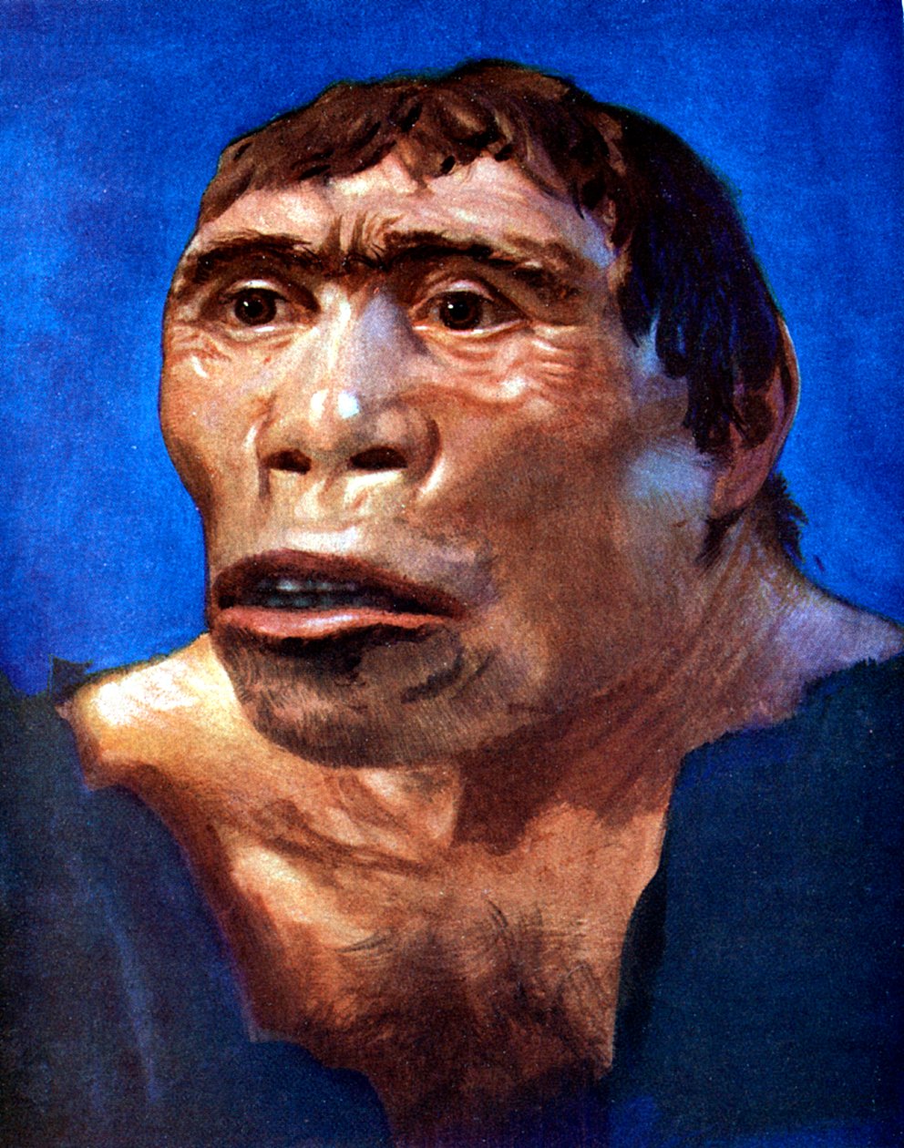 Java-mann Pithecanthropus erectus av Unbekannt