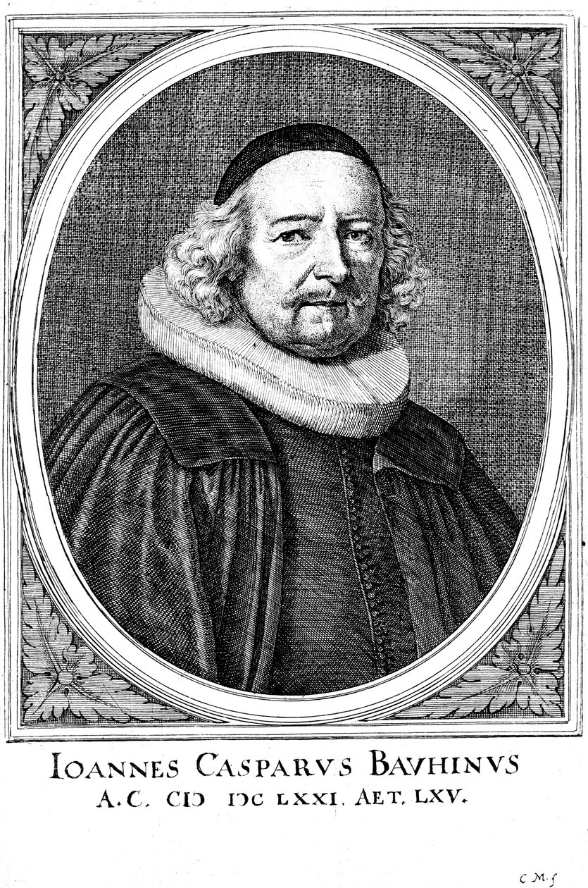 Jean Caspar Bauhin 1606-1659, sveitsisk lege og botaniker av Unbekannt
