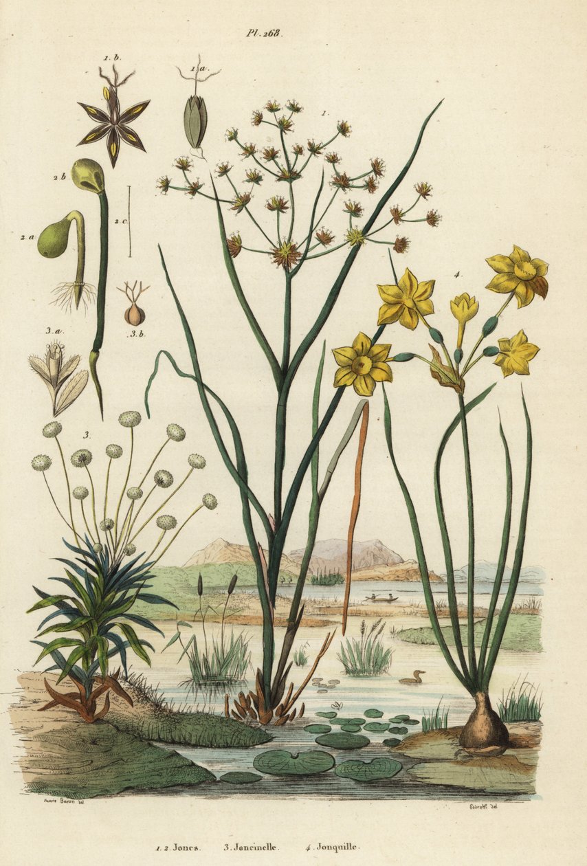 Leddrus, Juncus articulatus 1, paddesus, Juncus bufonius 2, pipewort, Paepalanthus dendroides 3, og påskelilje, Narcissus jonquilla 4. Jones, Joncinelle, Jonquille av Unbekannt