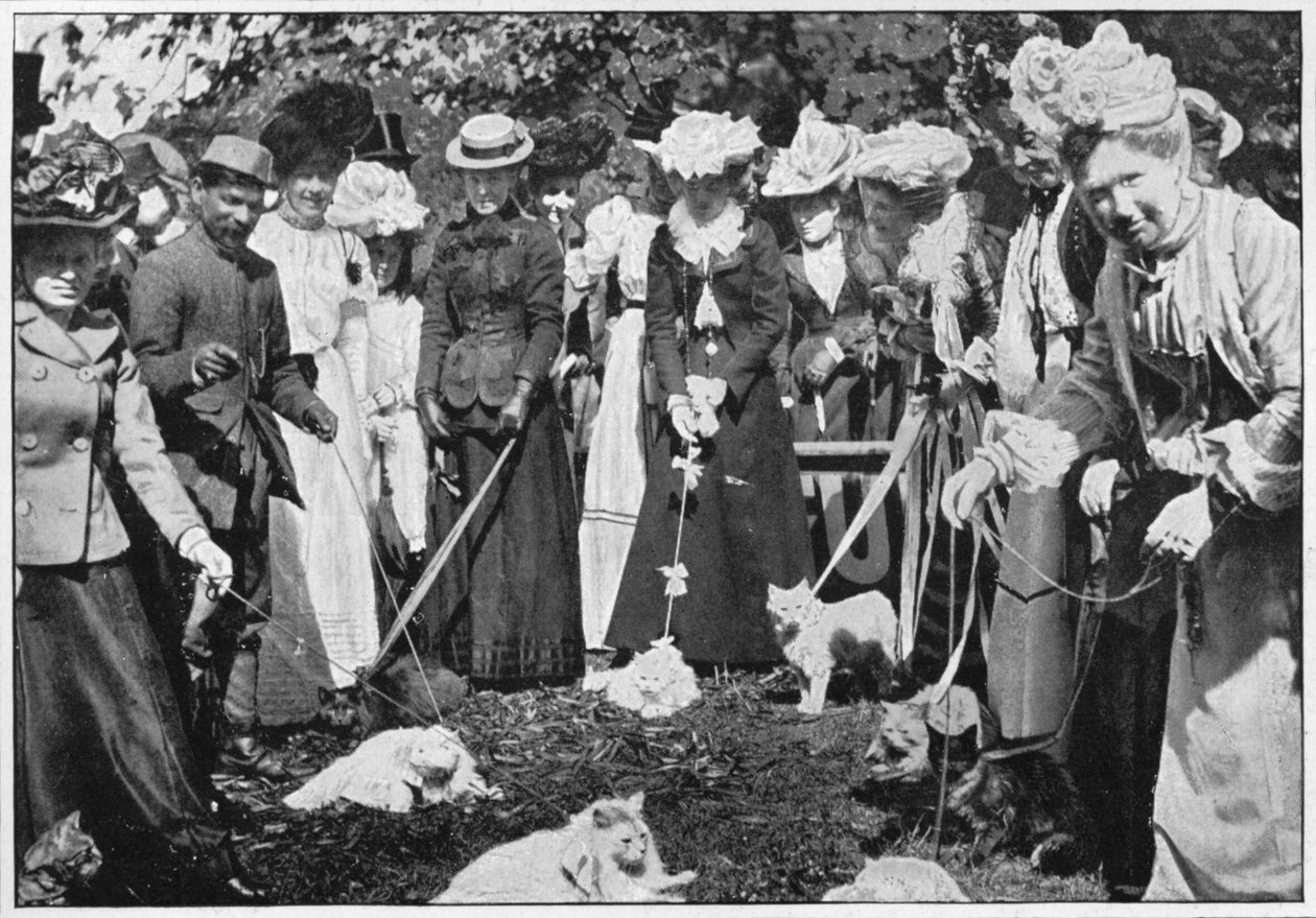 Dømming av katter på Royal Botanic Gardens show, Kew, London, c1900 1901 av Unbekannt
