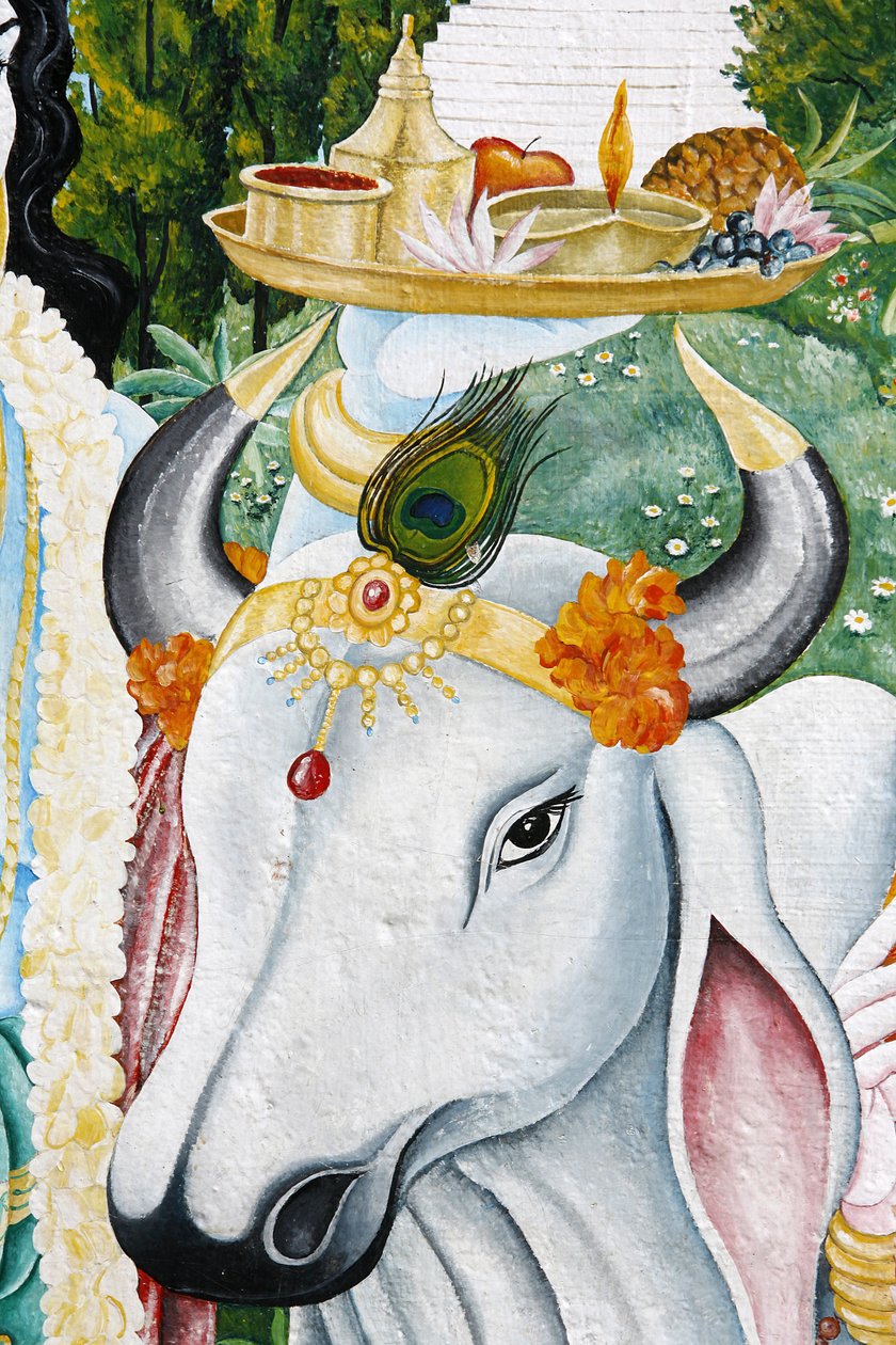 Kamdhenu hellige ku, Kathmandu, Nepal av Unbekannt