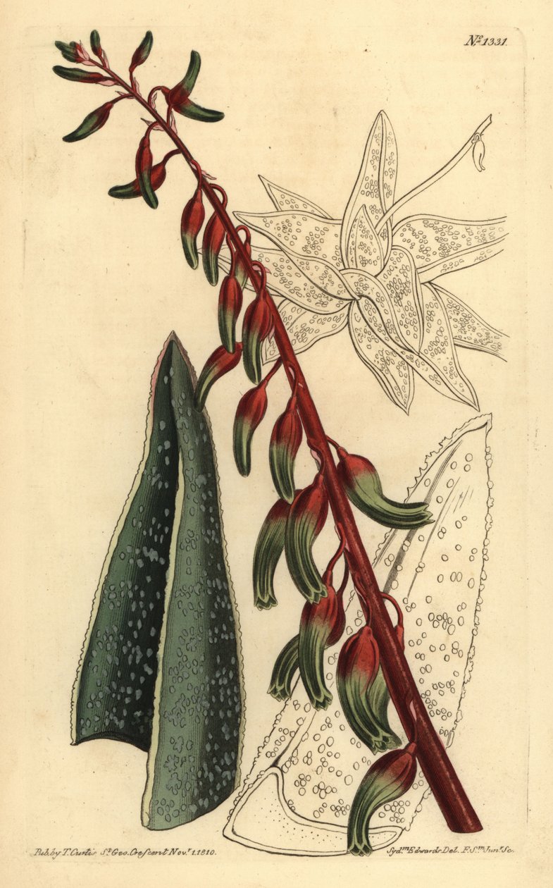 Kjølt gasteria, Gasteria carinata av Unbekannt